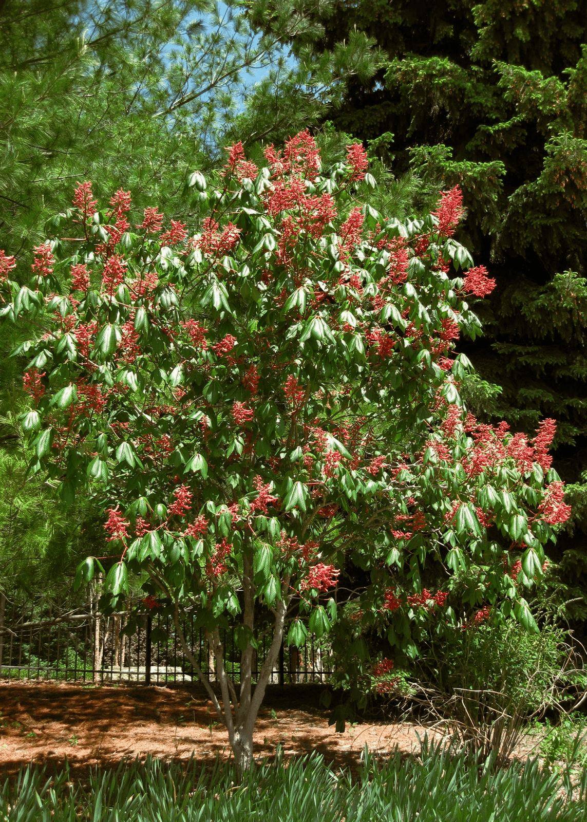 planting red buckeye seeds Red Buckeye