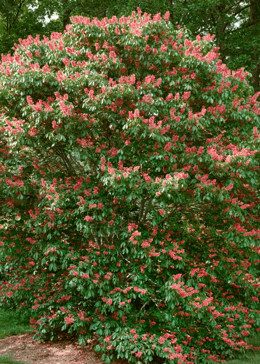 Red Buckeye - Native Gardeners