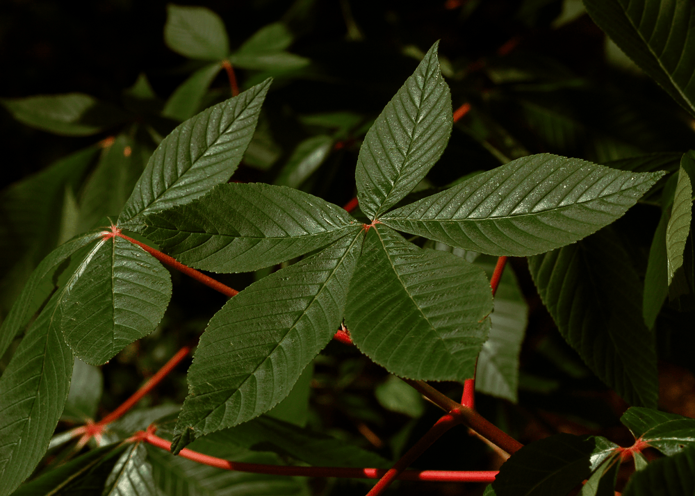 Red Buckeye - Native Gardeners