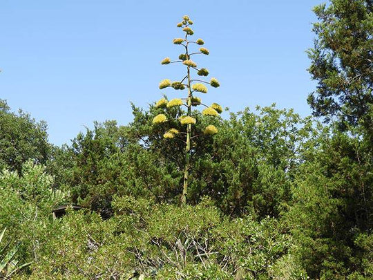 Agave 'Blue' Century Plant flower