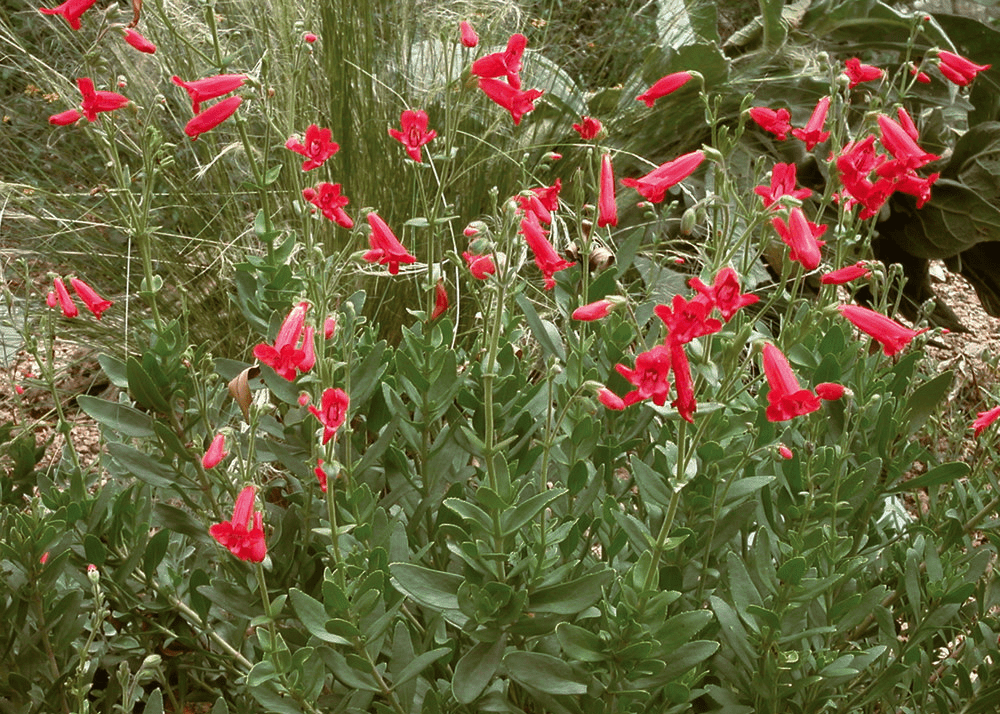 Penstemon 'Rock' - Native Gardeners