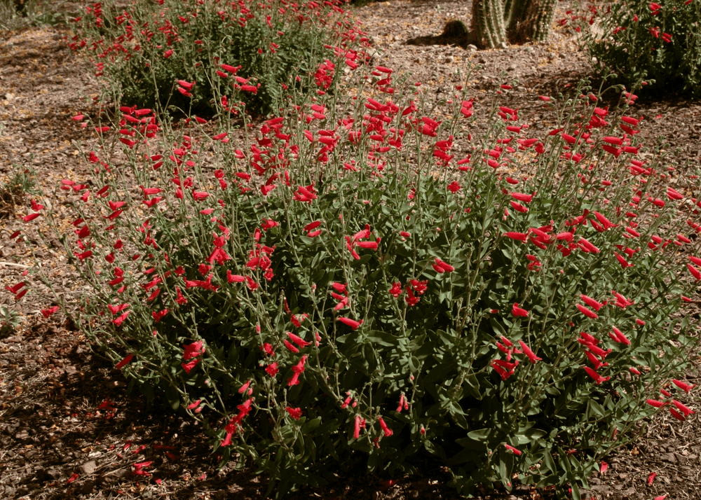 Penstemon 'Rock' - Native Gardeners