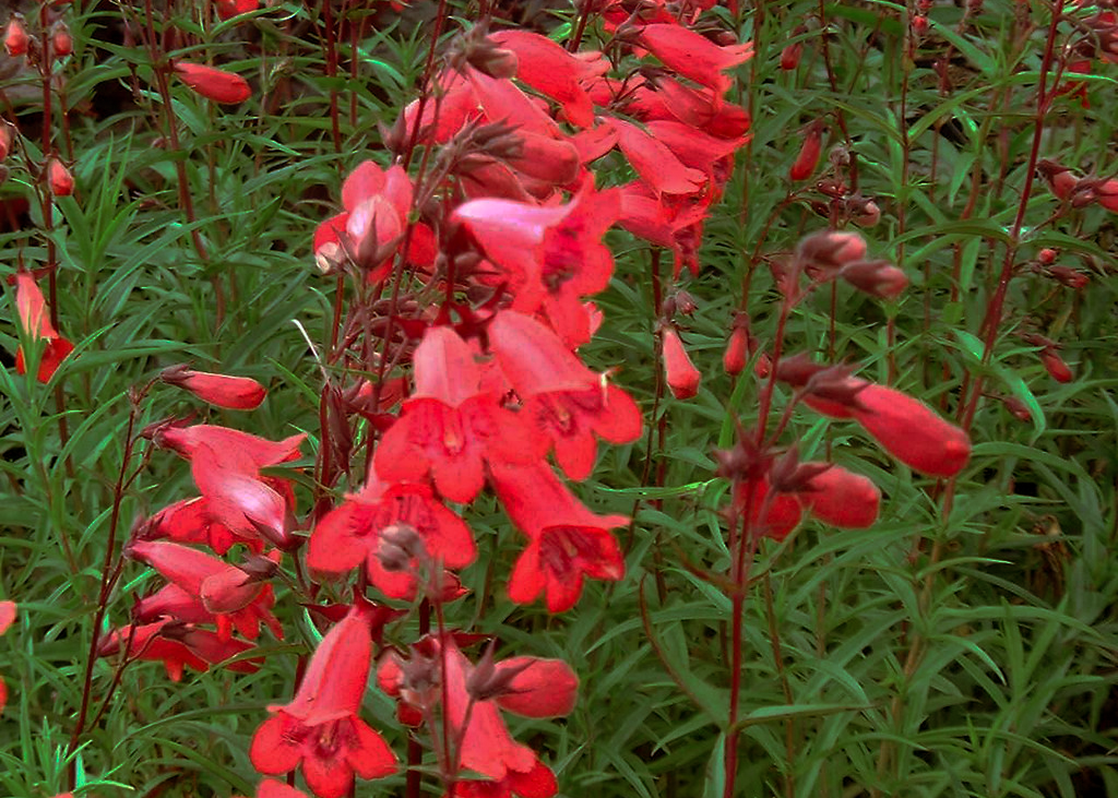 Penstemon 'Rock'