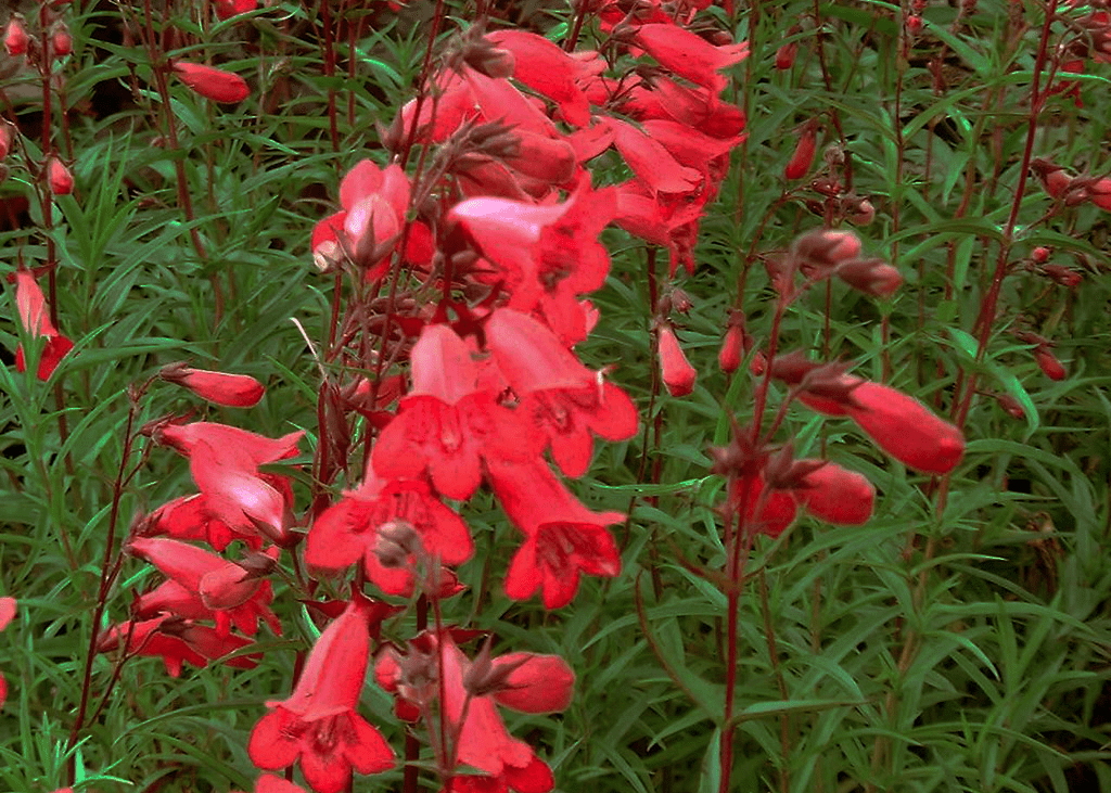 Penstemon 'Rock' - Native Gardeners