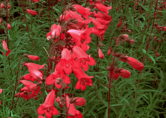 Penstemon 'Rock' - Native Gardeners