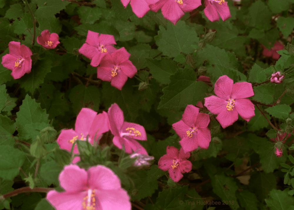 Rock Rose - Native Gardeners