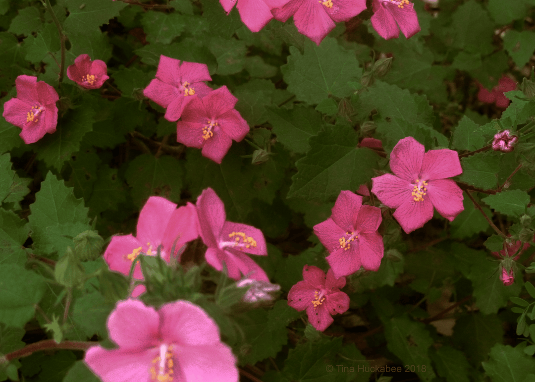 Rock Rose - Native Gardeners