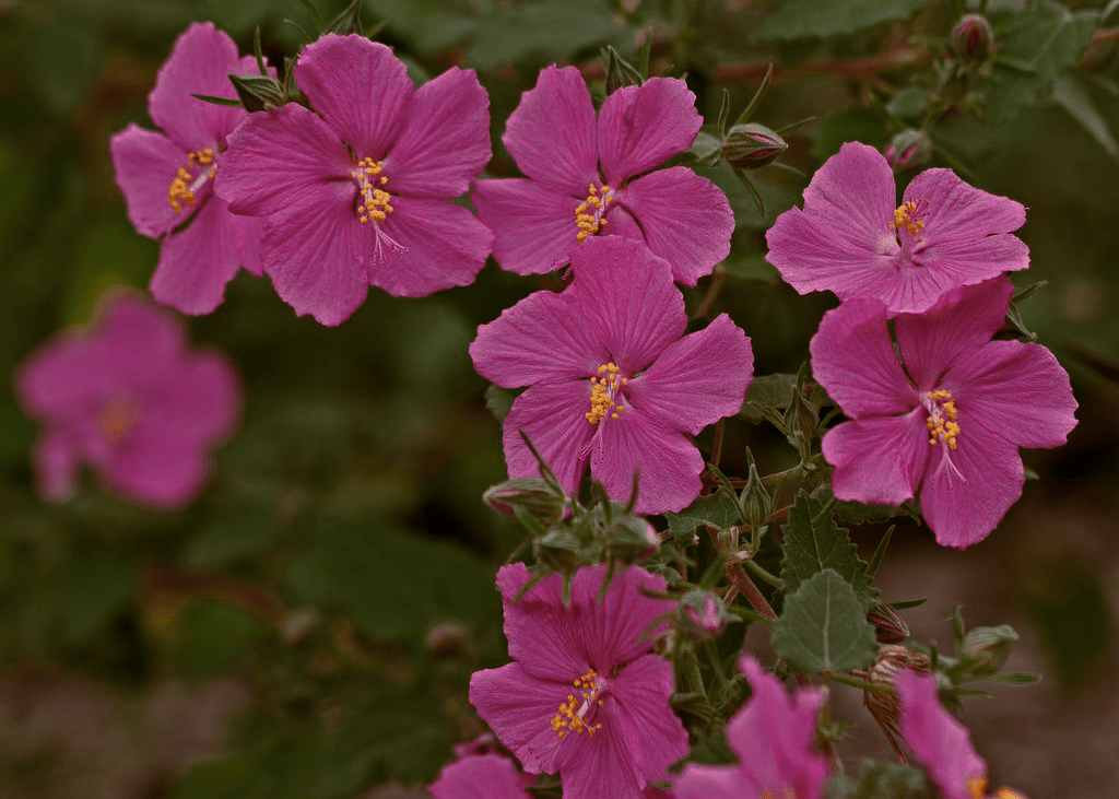 Golden Rock Roses Rock Rose – Native Gardeners