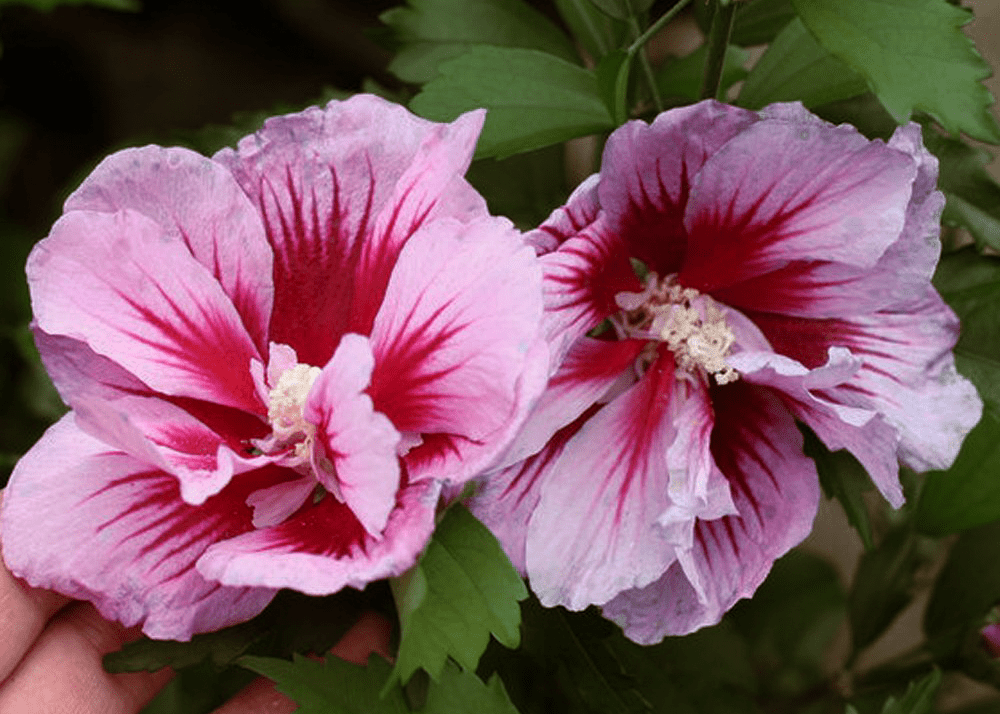 Rose Of Sharon 'Purple Pillar' - Native Gardeners