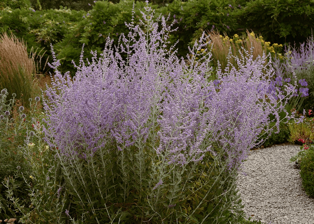 Russian Sage - Native Gardeners