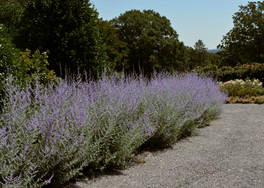 Russian Sage