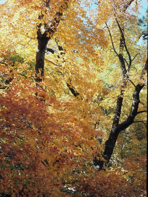 Bigtooth Maple – Native Gardeners