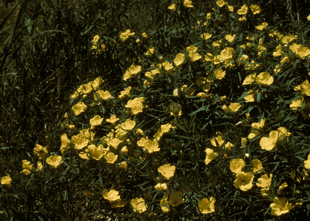 Square-bud Evening Primrose 'Compact Upright' - Native Gardeners