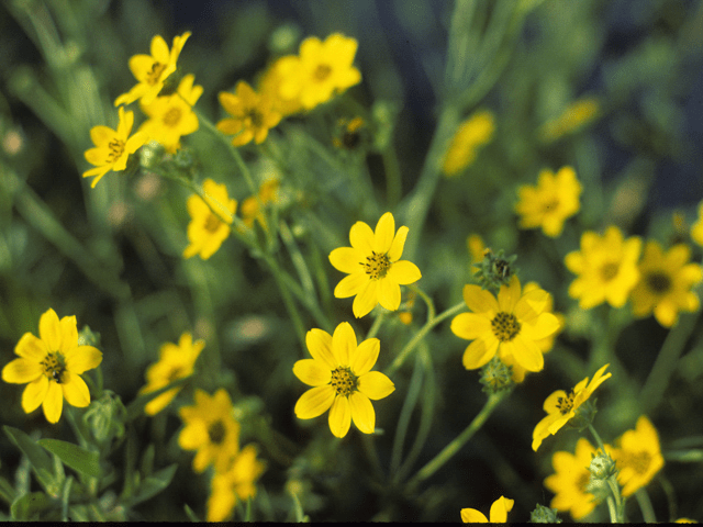Cutleaf Daisy 'Engelmann’s' – Native Gardeners