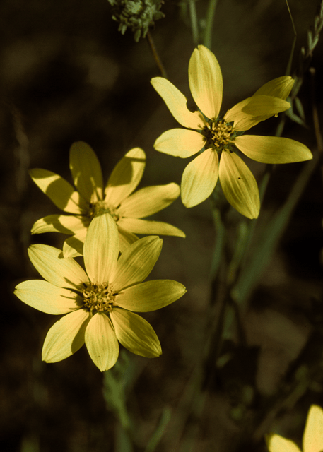 Cutleaf Daisy 'Engleman's' - Native Gardeners