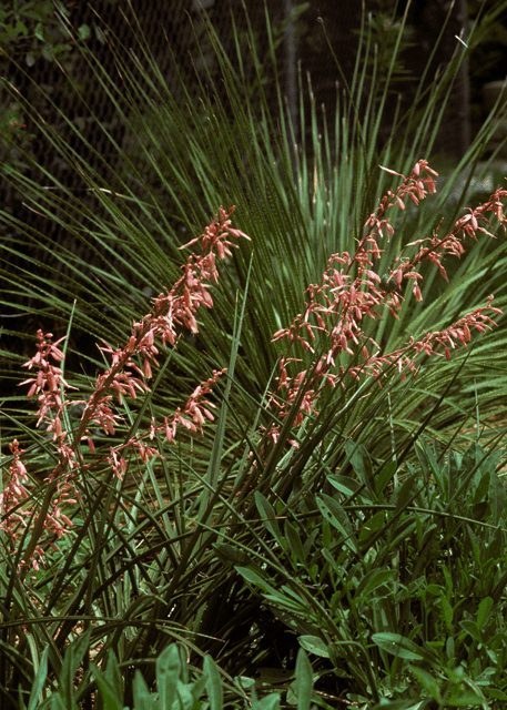 Hesperaloe 'Red Yucca' - Native Gardeners