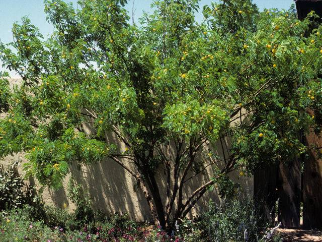 Goldenball Lead Tree - Native Gardeners