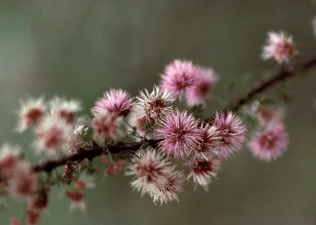 Fragrant Mimosa - Native Gardeners