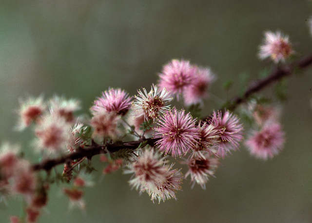 Fragrant Mimosa