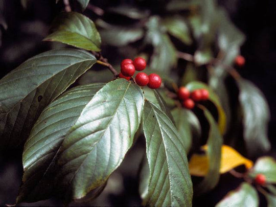 Carolina Buckthorn - Native Gardeners