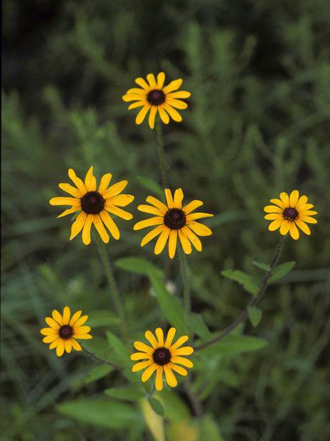 susan's succulents Black-eyed Susan – Native Gardeners