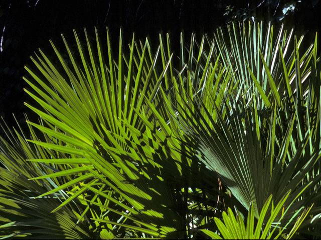 Dwarf Palmetto - Native Gardeners