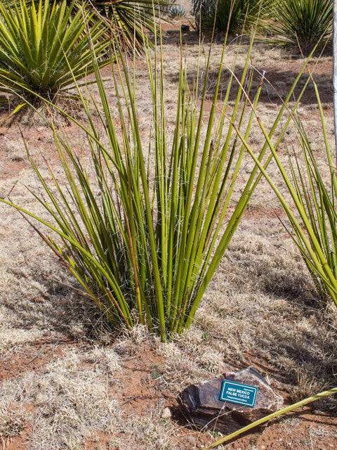 Hesperaloe 'Giant' - Native Gardeners