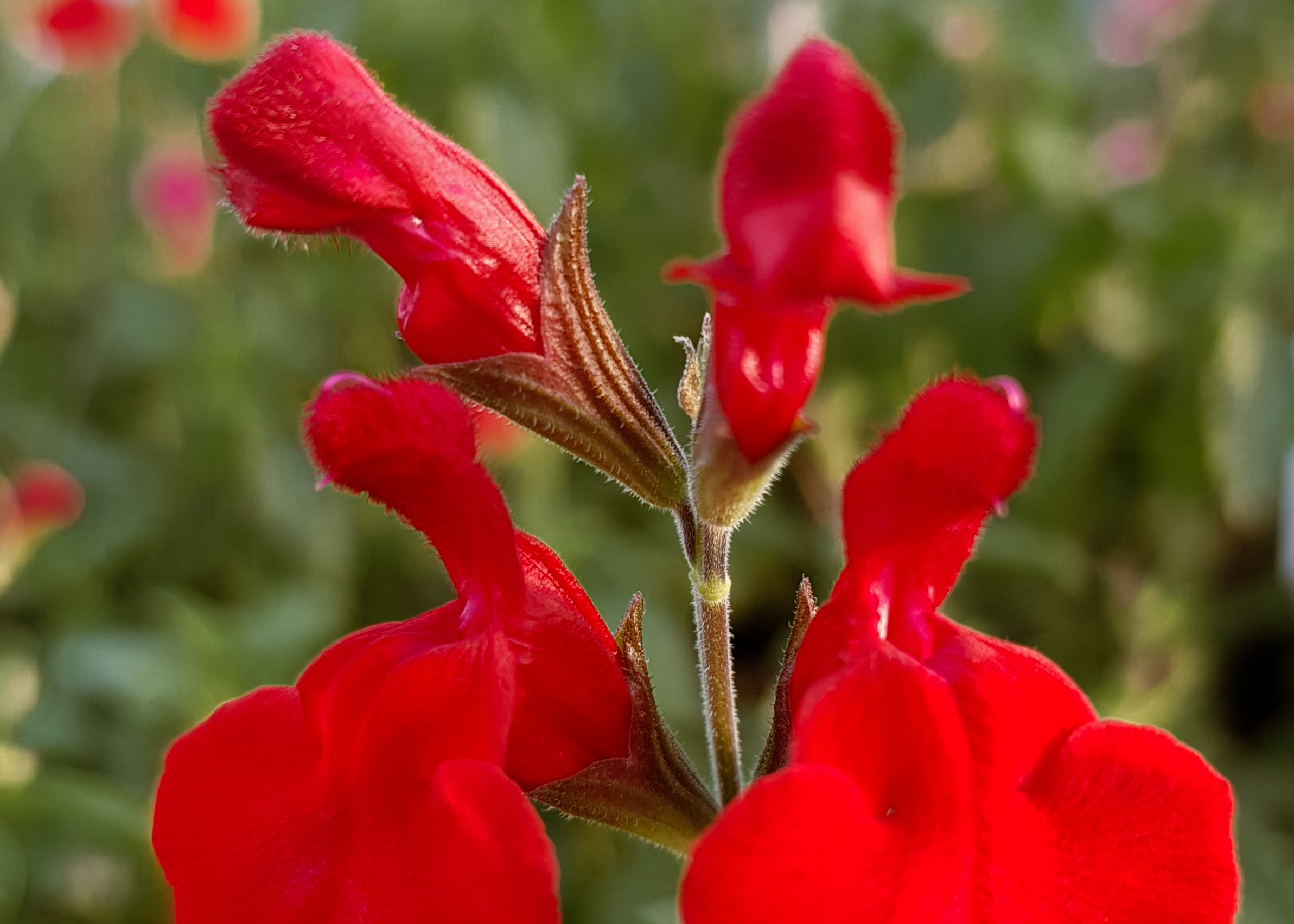 Salvia greggii 'Red'