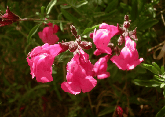 Autumn Sage 'Pink' - Native Gardeners