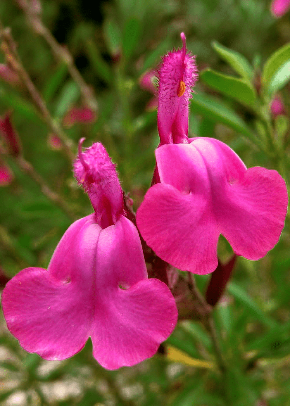 aglis ニュージーランド産　オスキウイ花粉20g Salvia Greggii 'Pink' – Native Gardeners