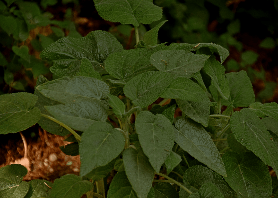 Forsythia Sage - Native Gardeners