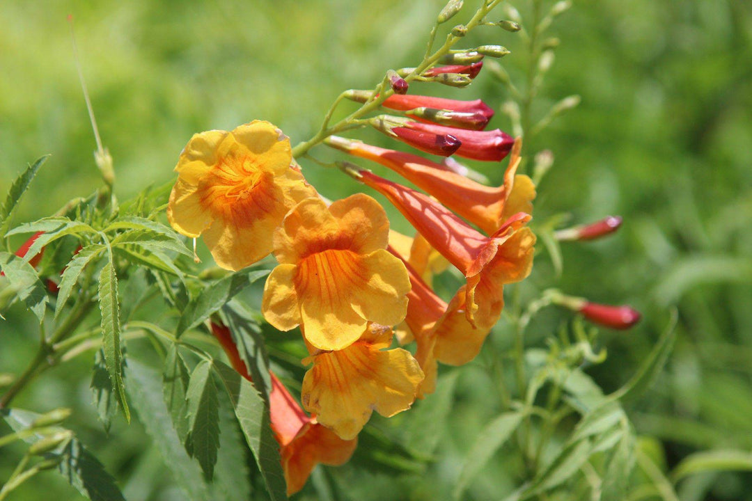 Yellow Bells 'Sangria' - Native Gardeners