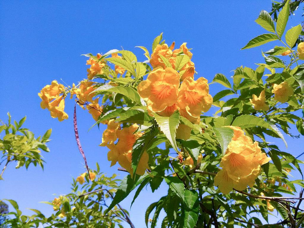 Yellow Bells 'Sangria' - Native Gardeners