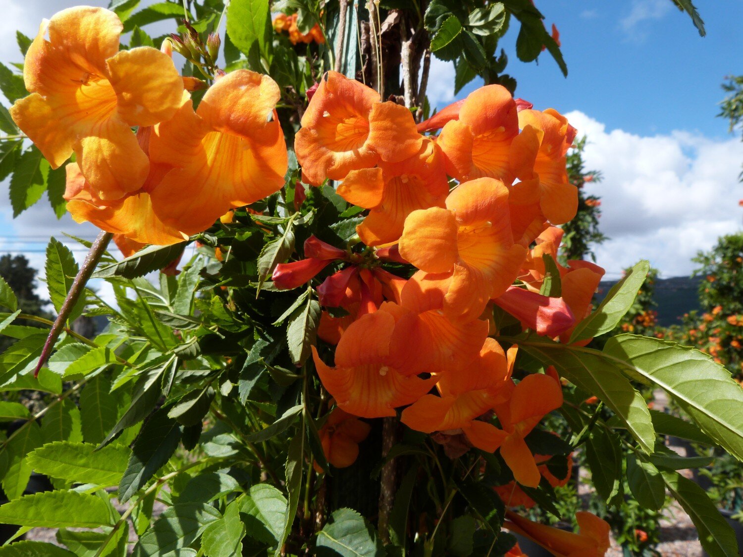 Yellow Bells 'Sangria'