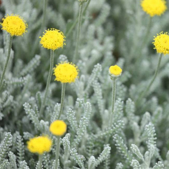 Santolina 'Gray' - Native Gardeners