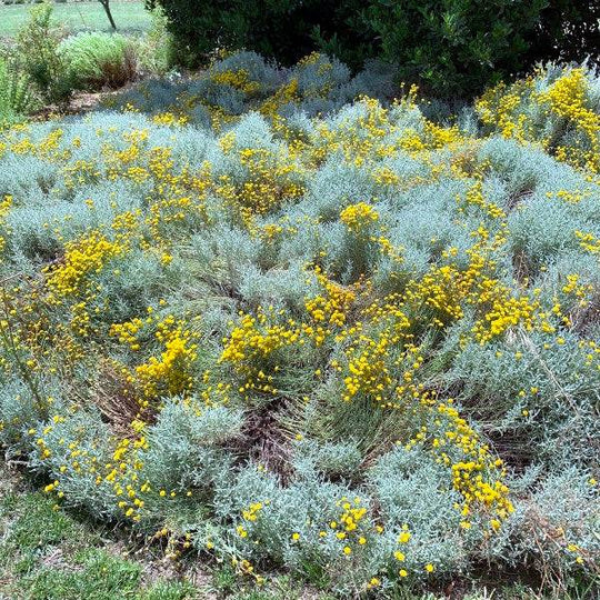 Santolina 'Gray' - Native Gardeners