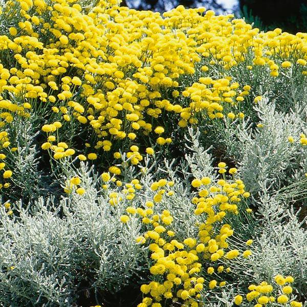 gray lavender cotton plant Gray Santolina