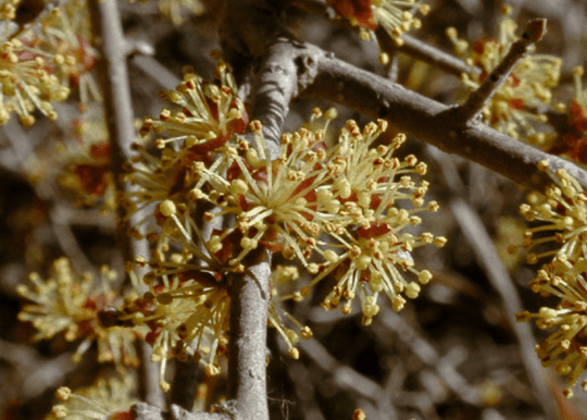 Elbow Bush - Native Gardeners