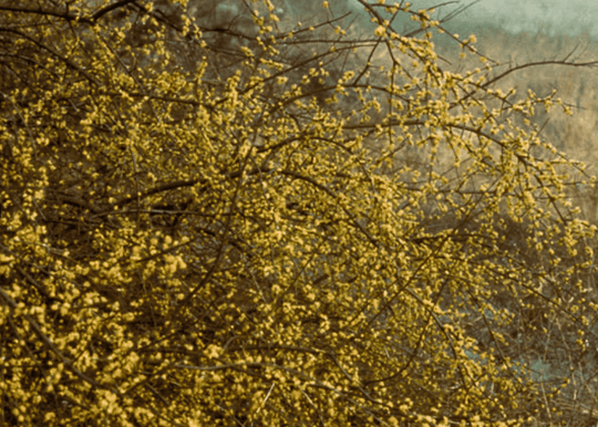 Elbow Bush - Native Gardeners