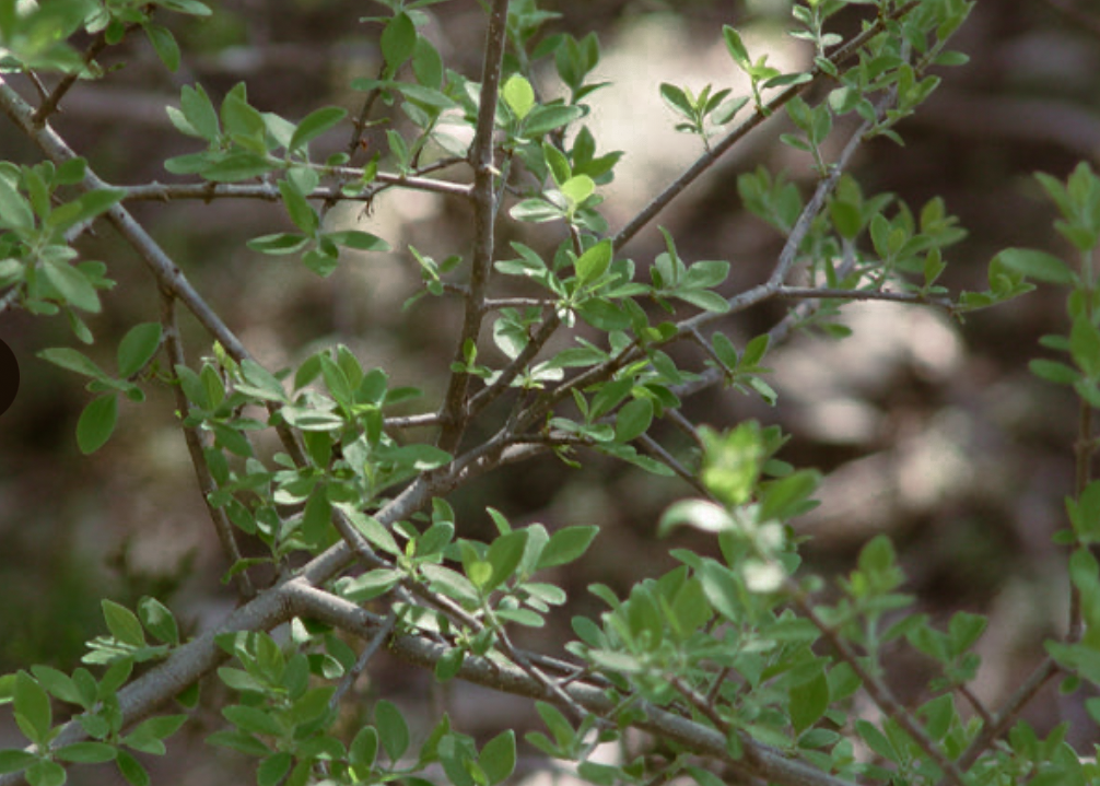 Elbow Bush