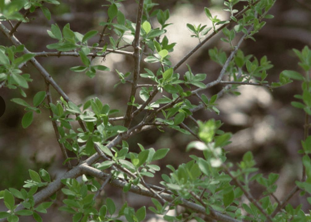 Elbow Bush - Native Gardeners