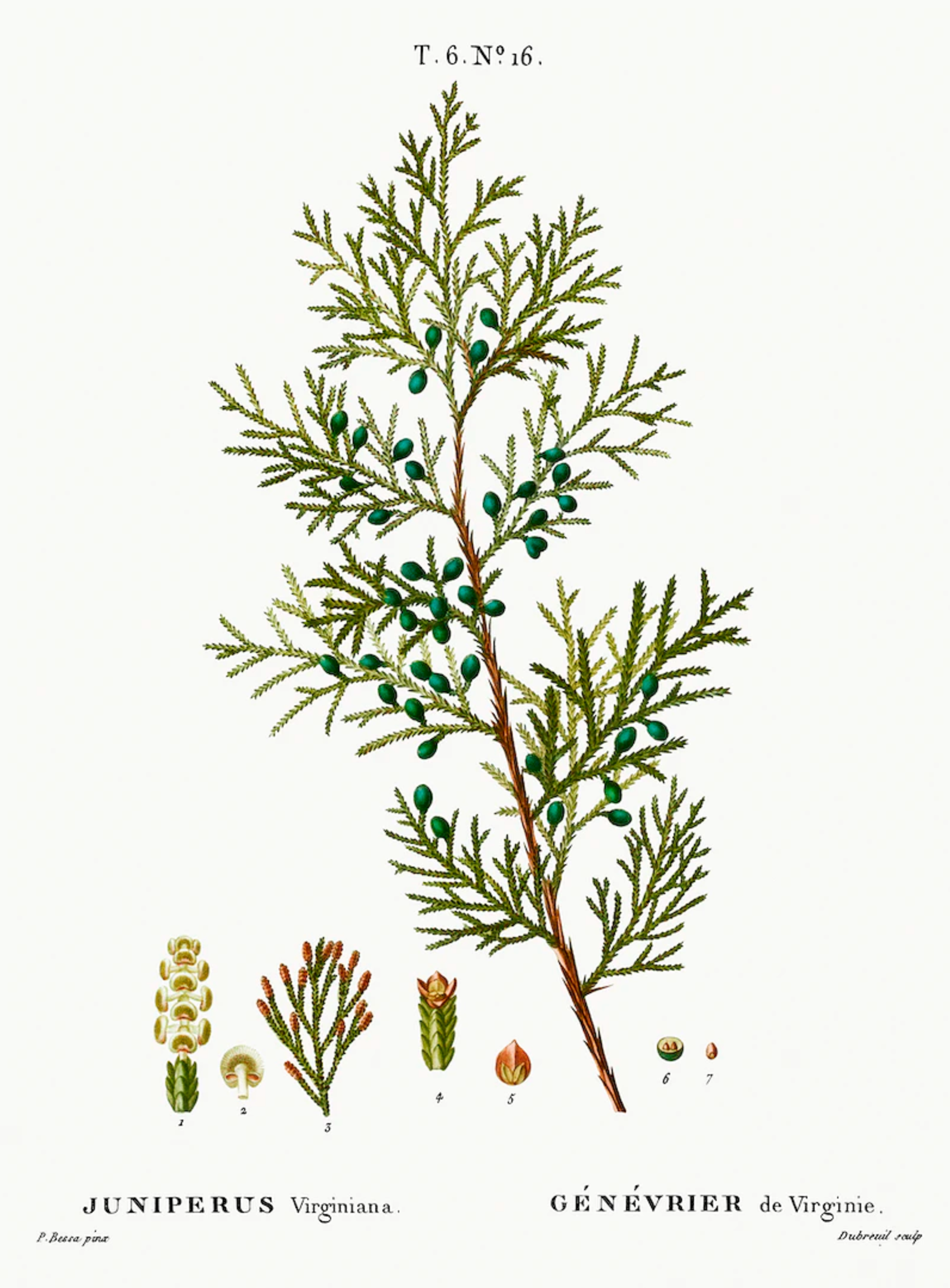 Eastern Red Cedar