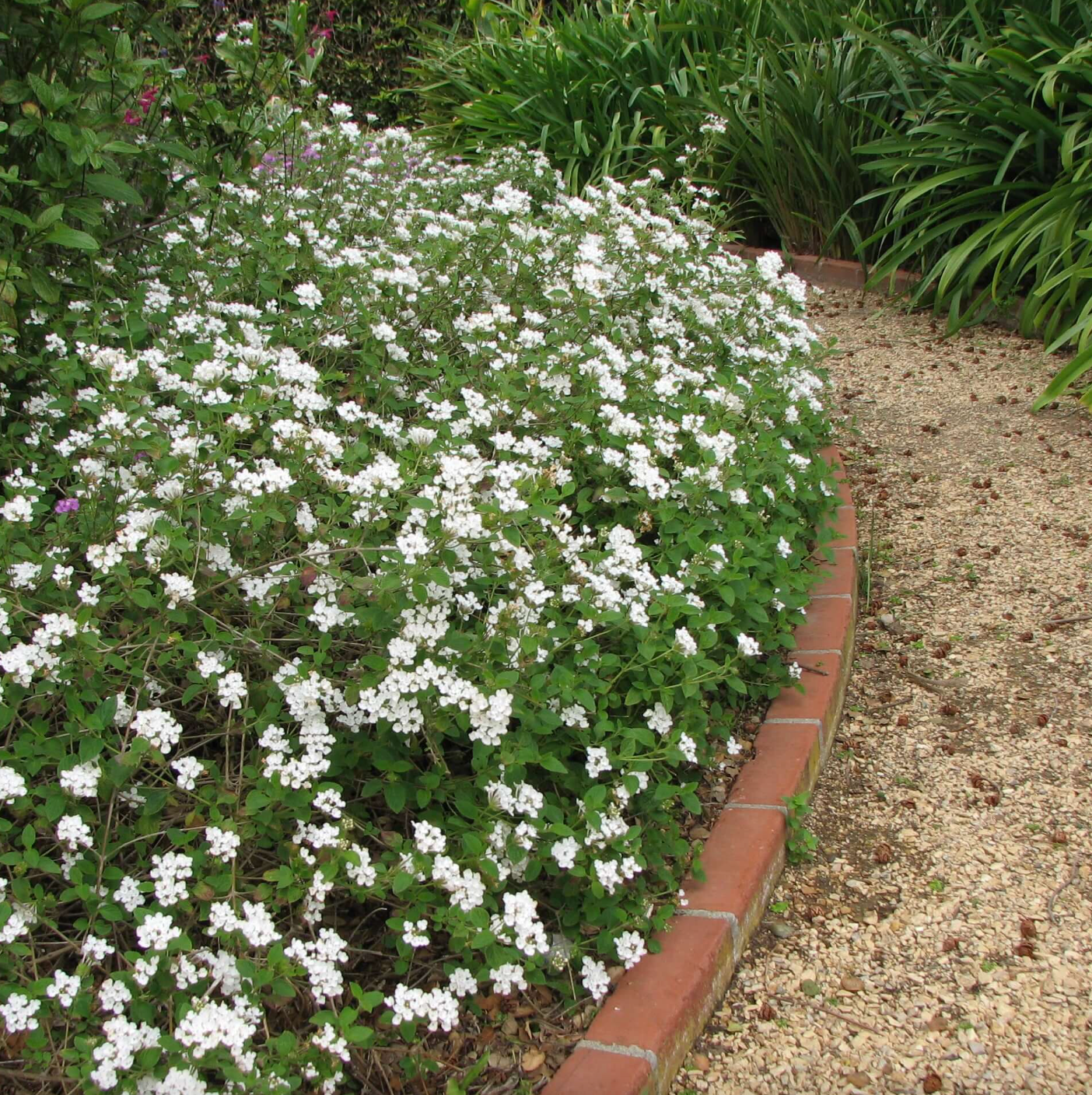 Lantana 'White Trailing'