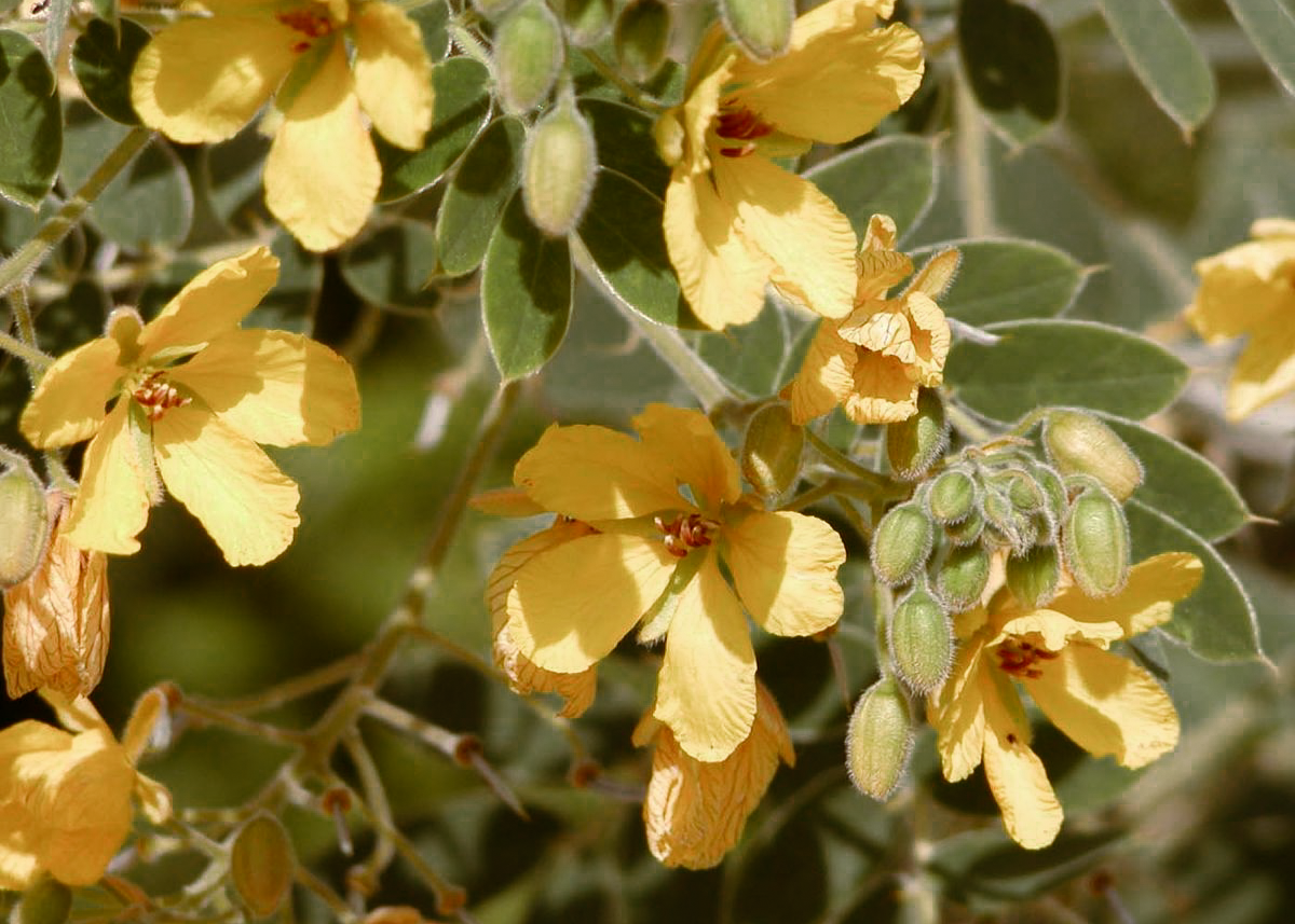 Lindheimer's Senna 'Velvet-leaf'