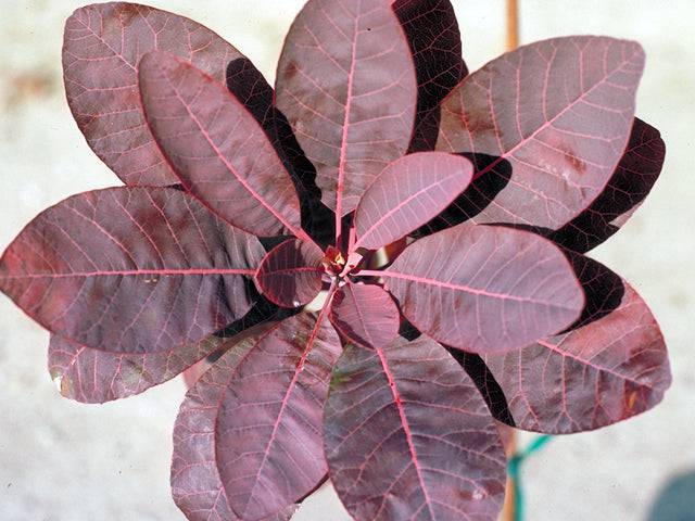 American Smoke Tree fall foliage 