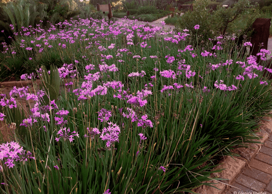 Society Garlic - Native Gardeners