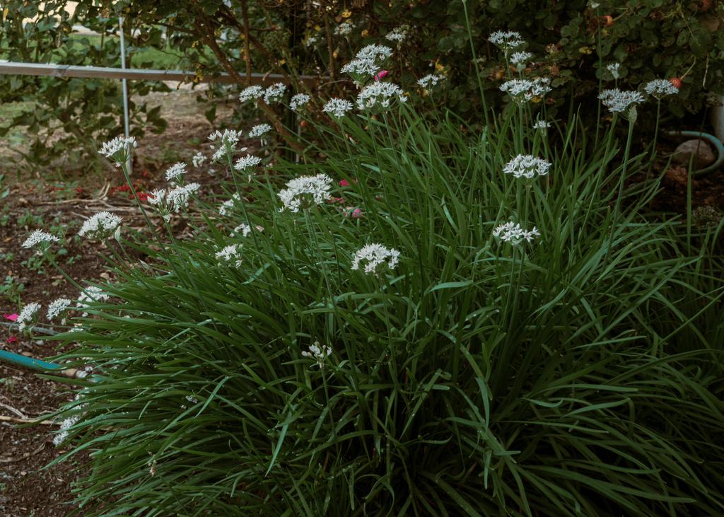 Society Garlic - Native Gardeners