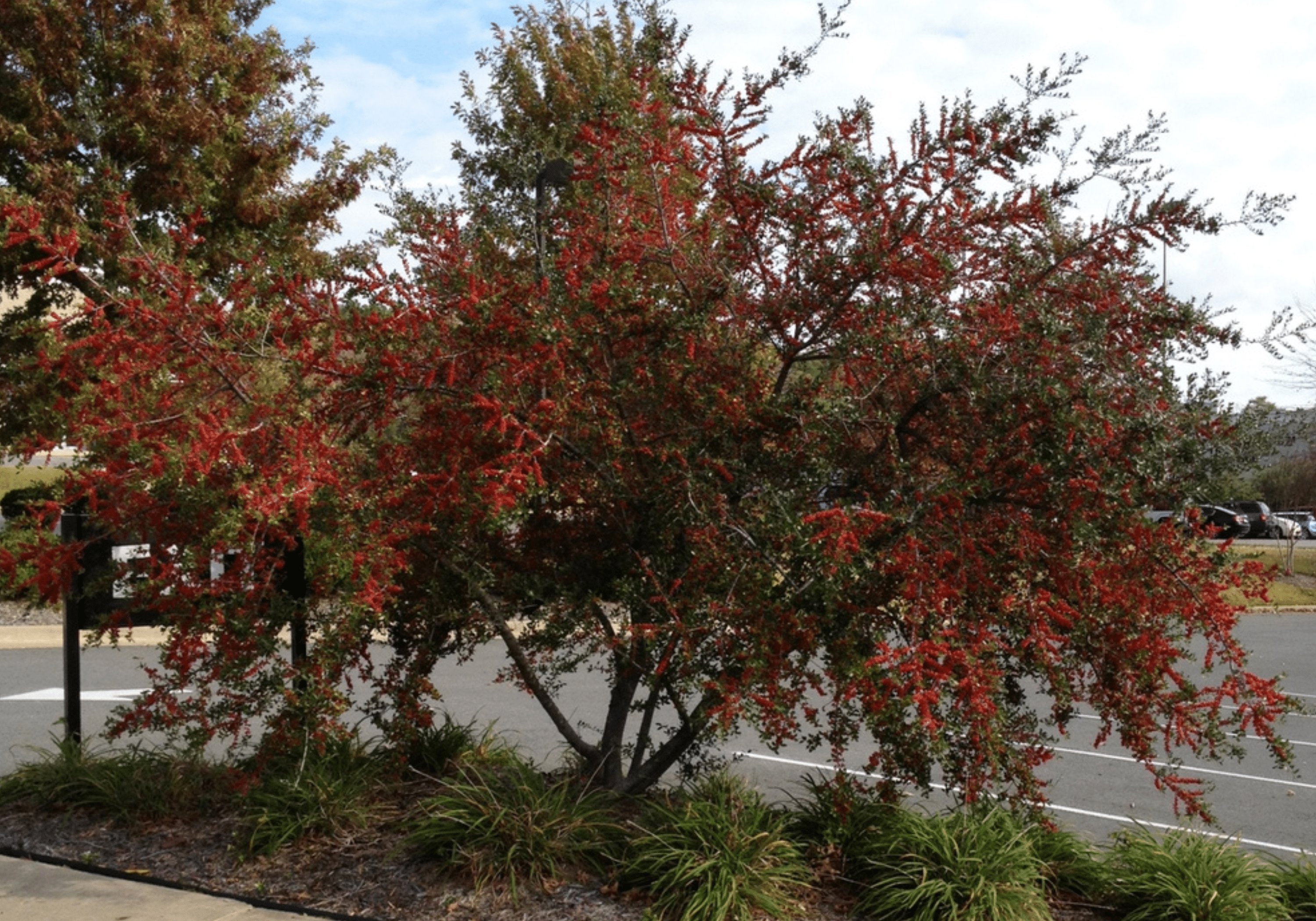 Yaupon 'Pride of Houston' - Native Gardeners