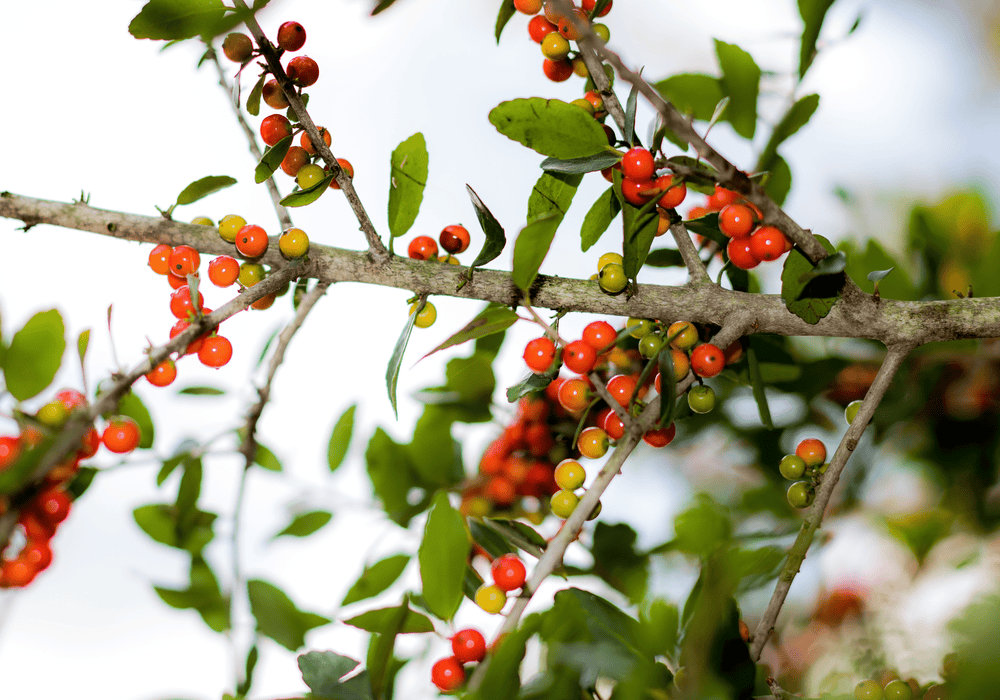 Yaupon 'Pride of Houston' - Native Gardeners