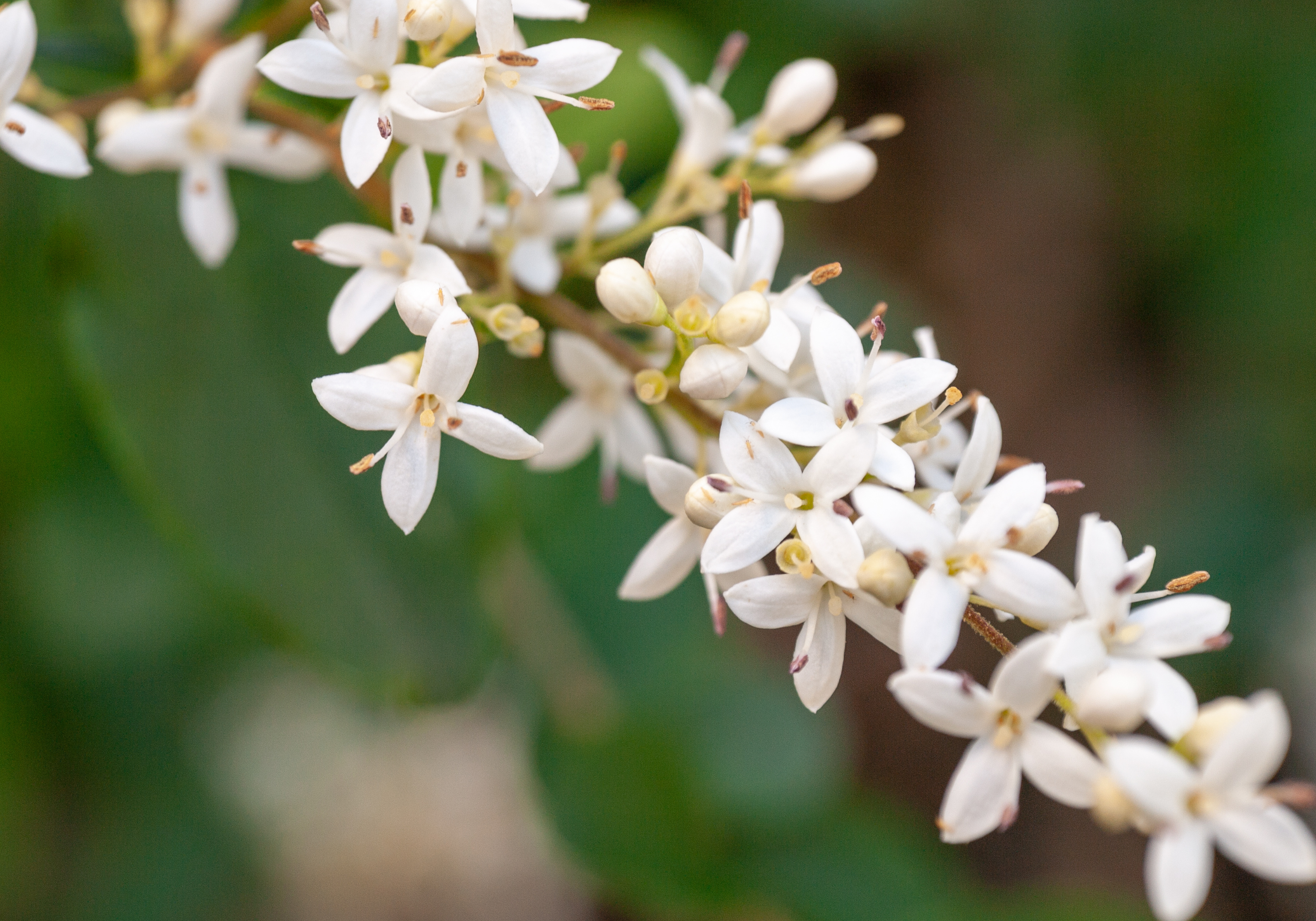 Yaupon 'Pride of Houston'